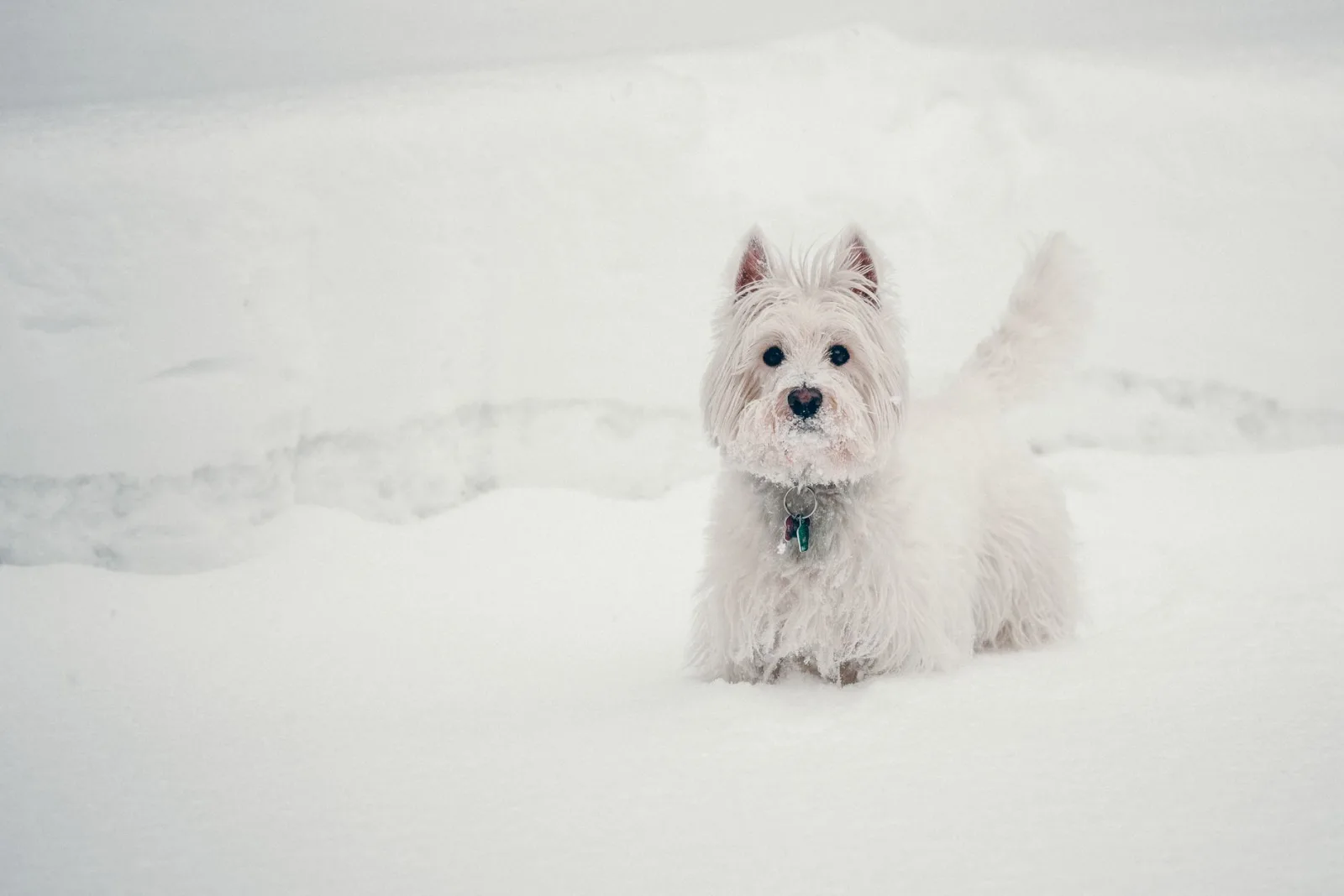 West Highland White Terrier 5