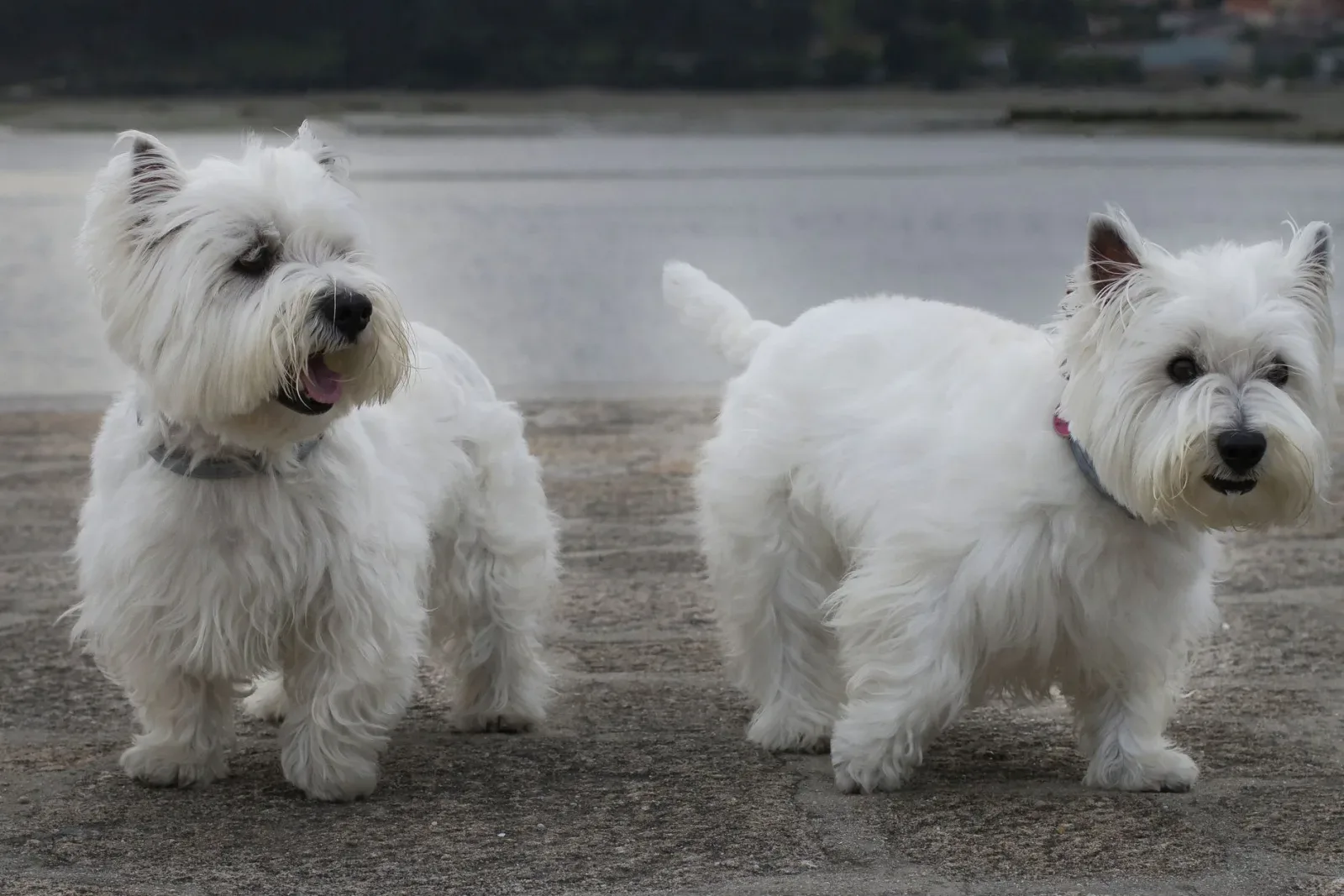 West Highland White Terrier 6