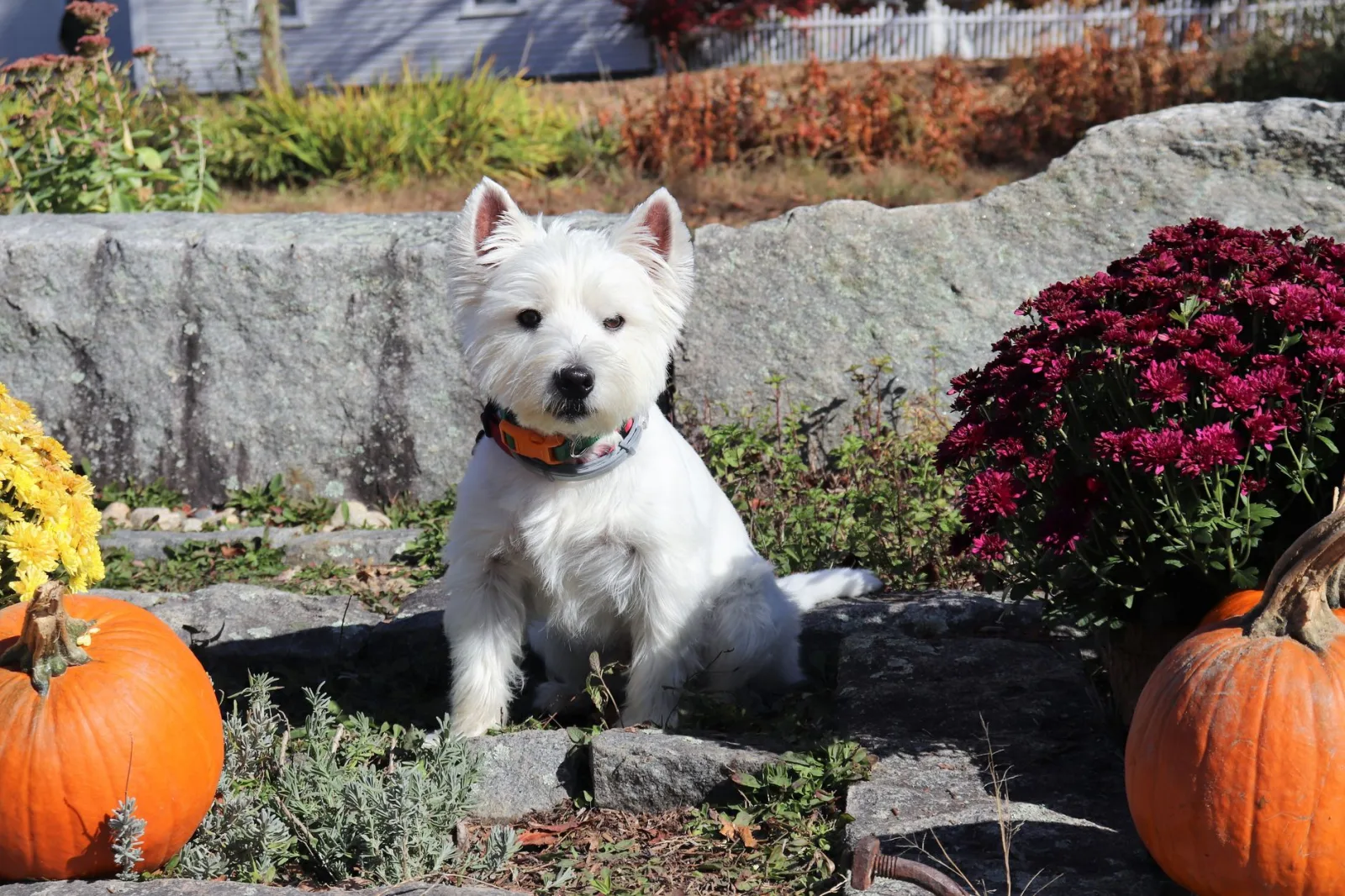 West Highland White Terrier 7