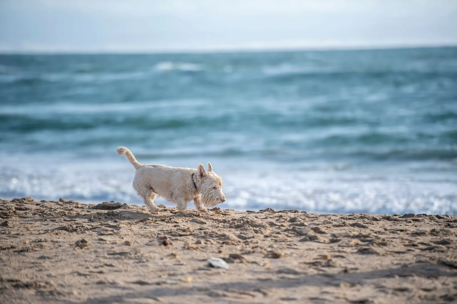 West Highland White Terrier 8