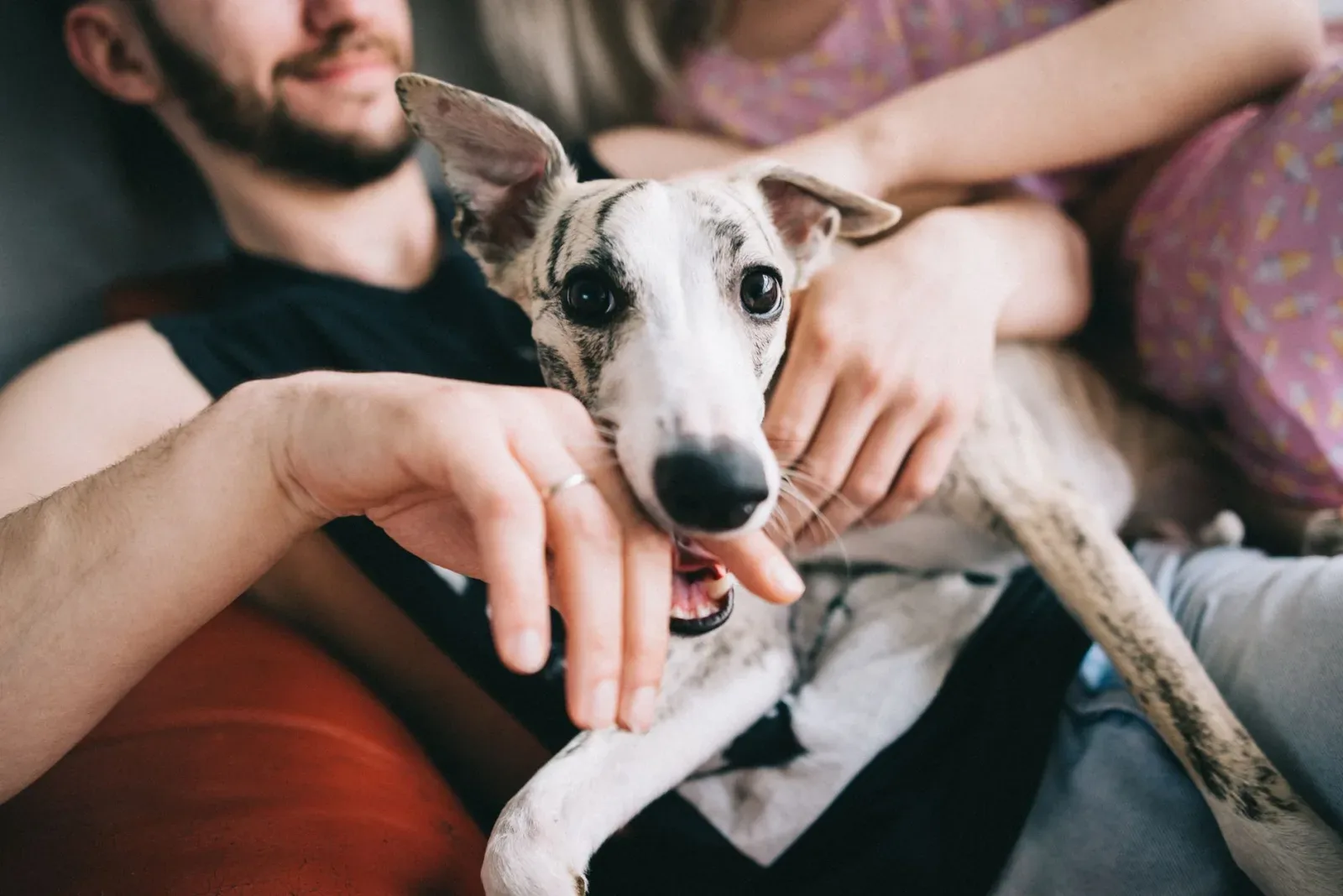 Whippet 1