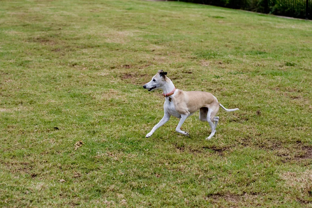 Whippet 5