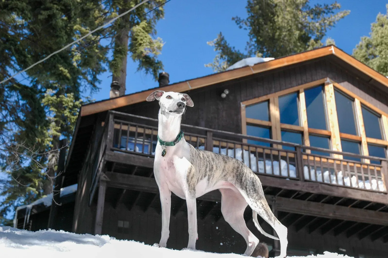 Whippet 6