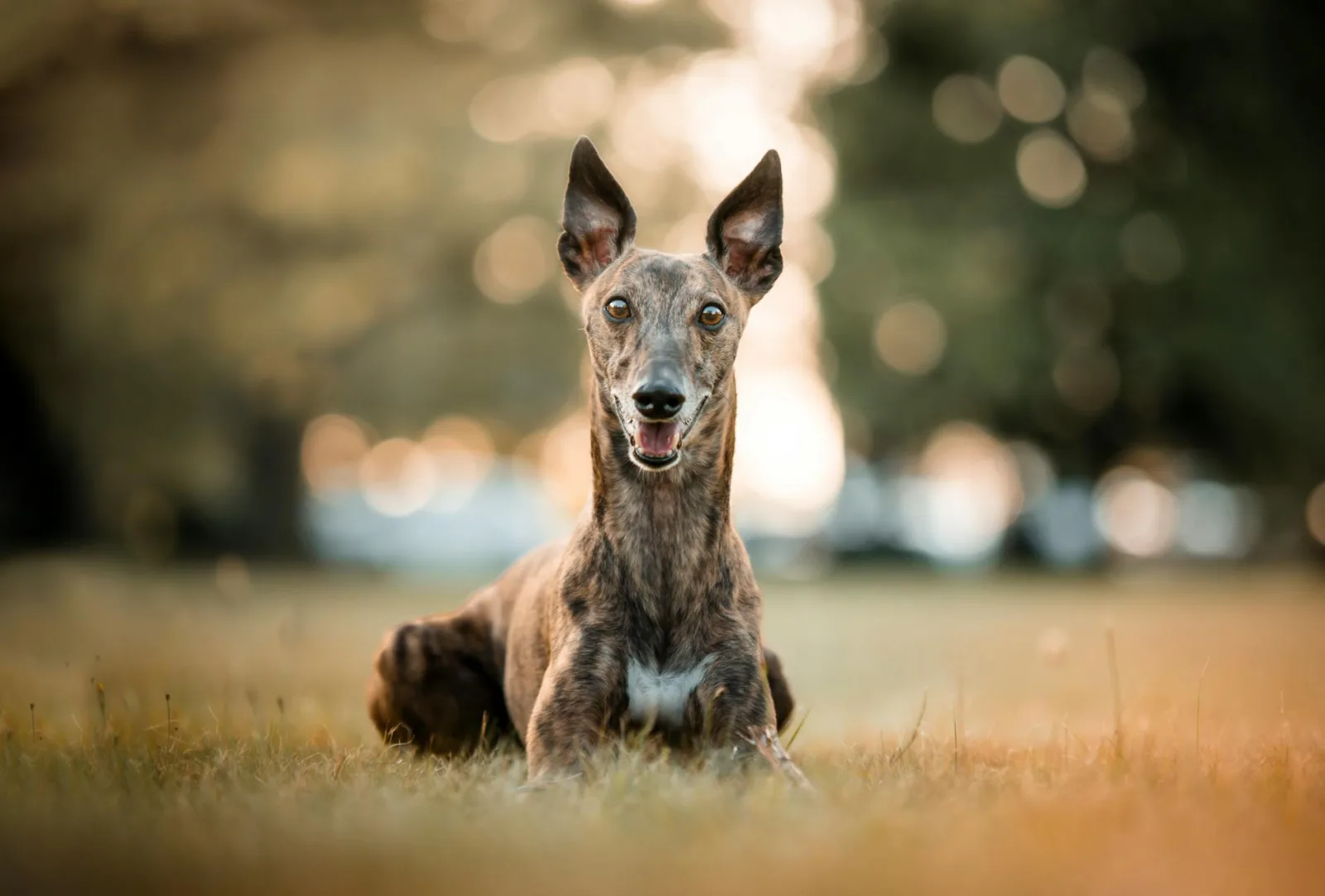 Whippet 8