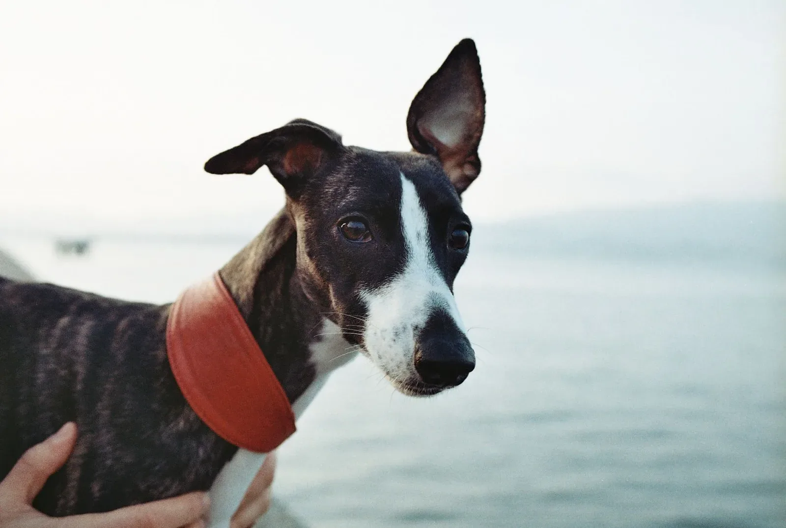 Whippet 9