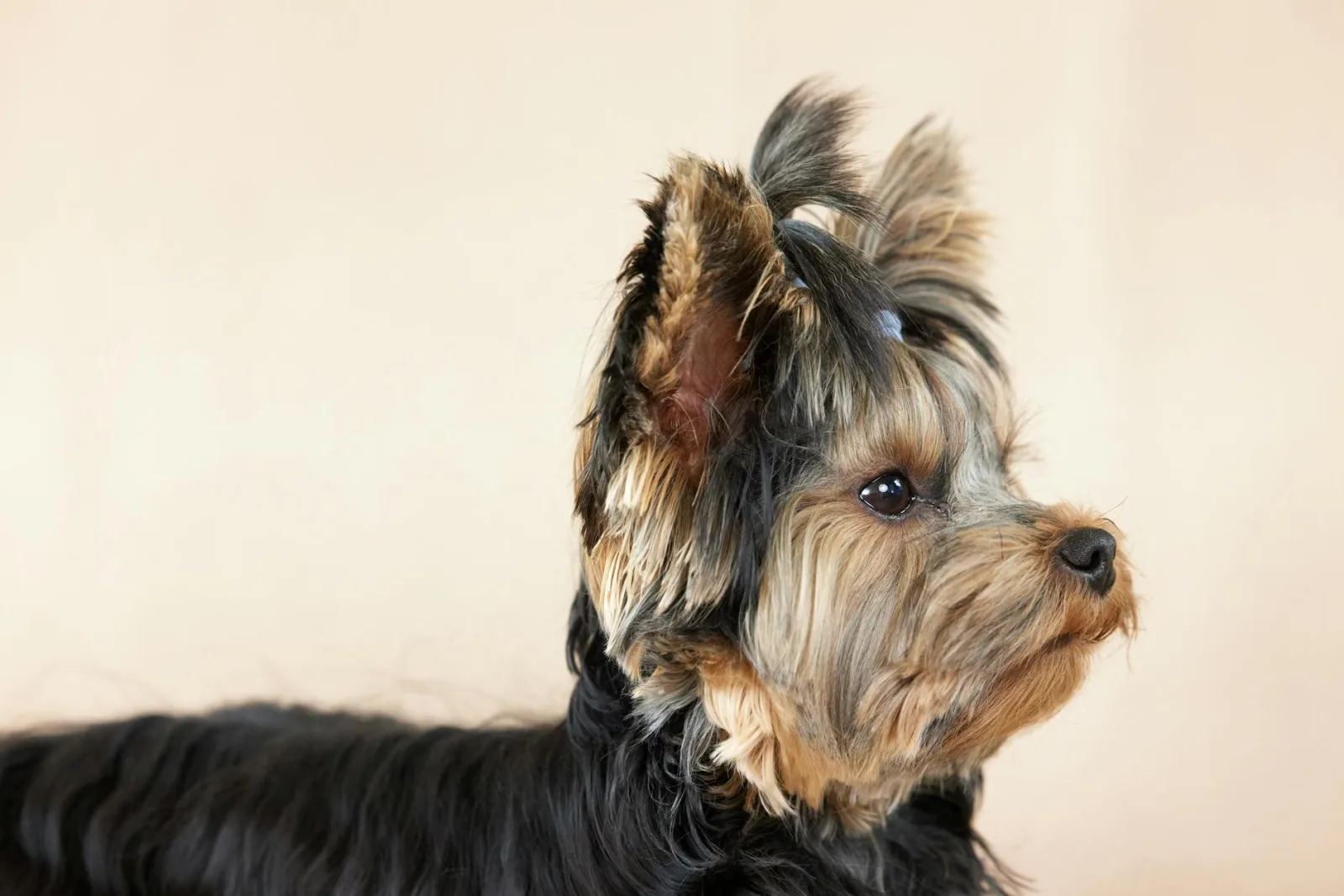 Yorkshire Terrier 1