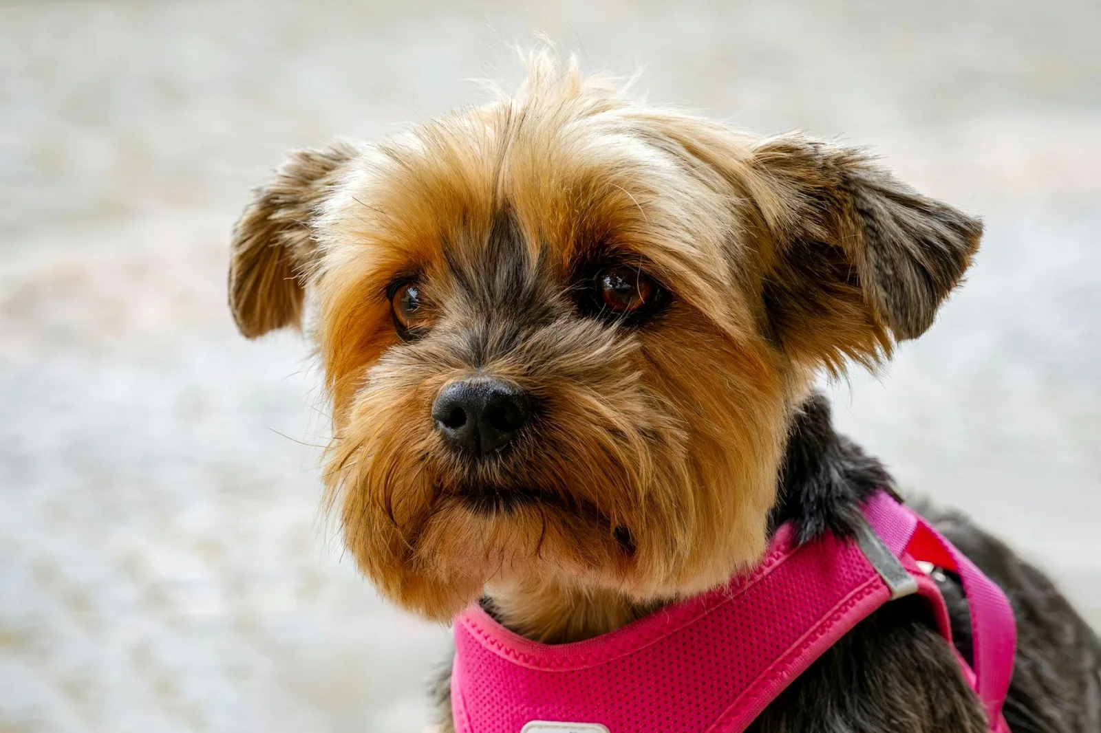 Yorkshire Terrier 4