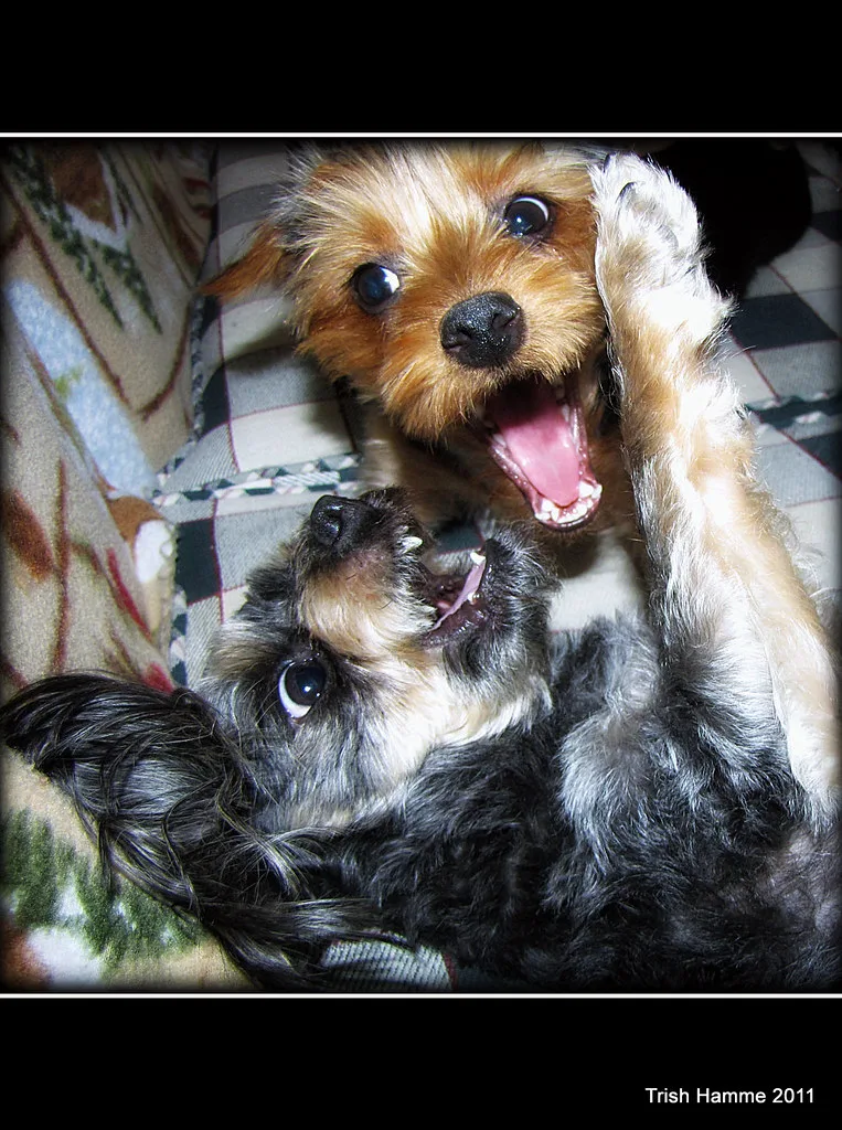 Yorkshire Terrier 5