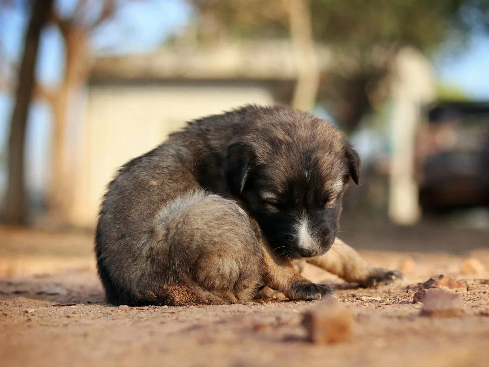 Bakharwal Dog