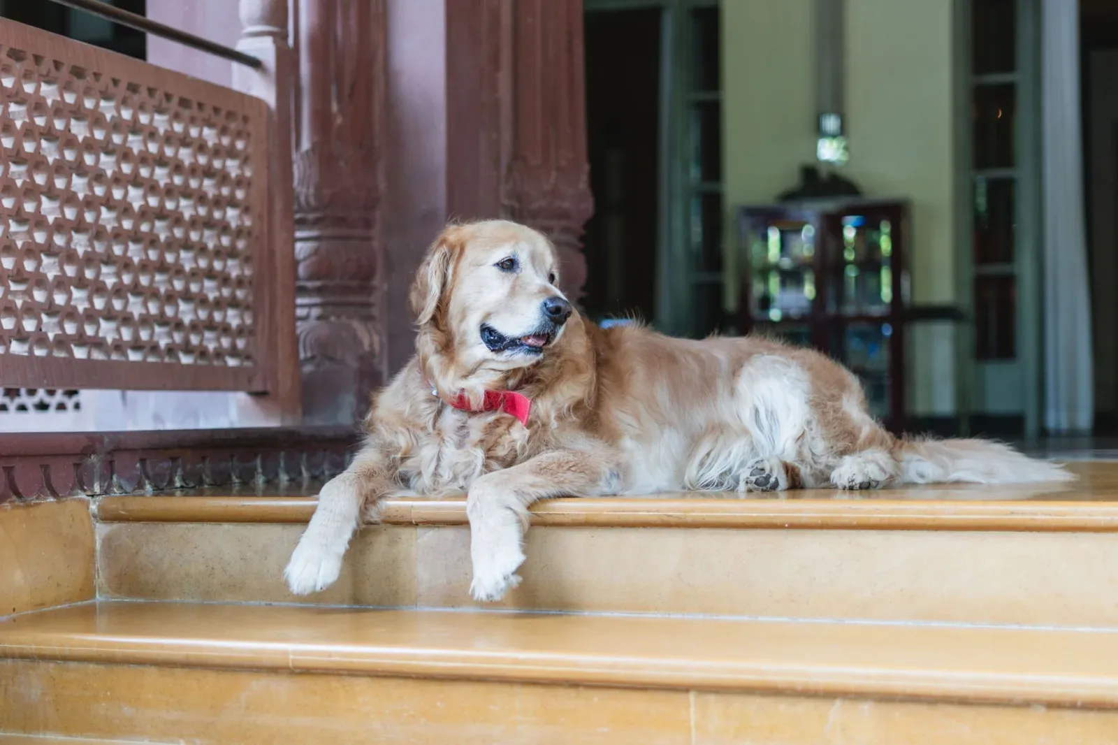 Bakharwal Dog 10