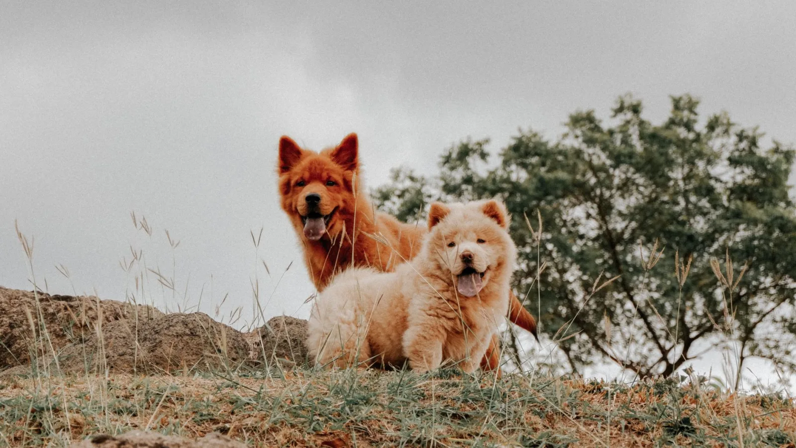 Bakharwal Dog 3