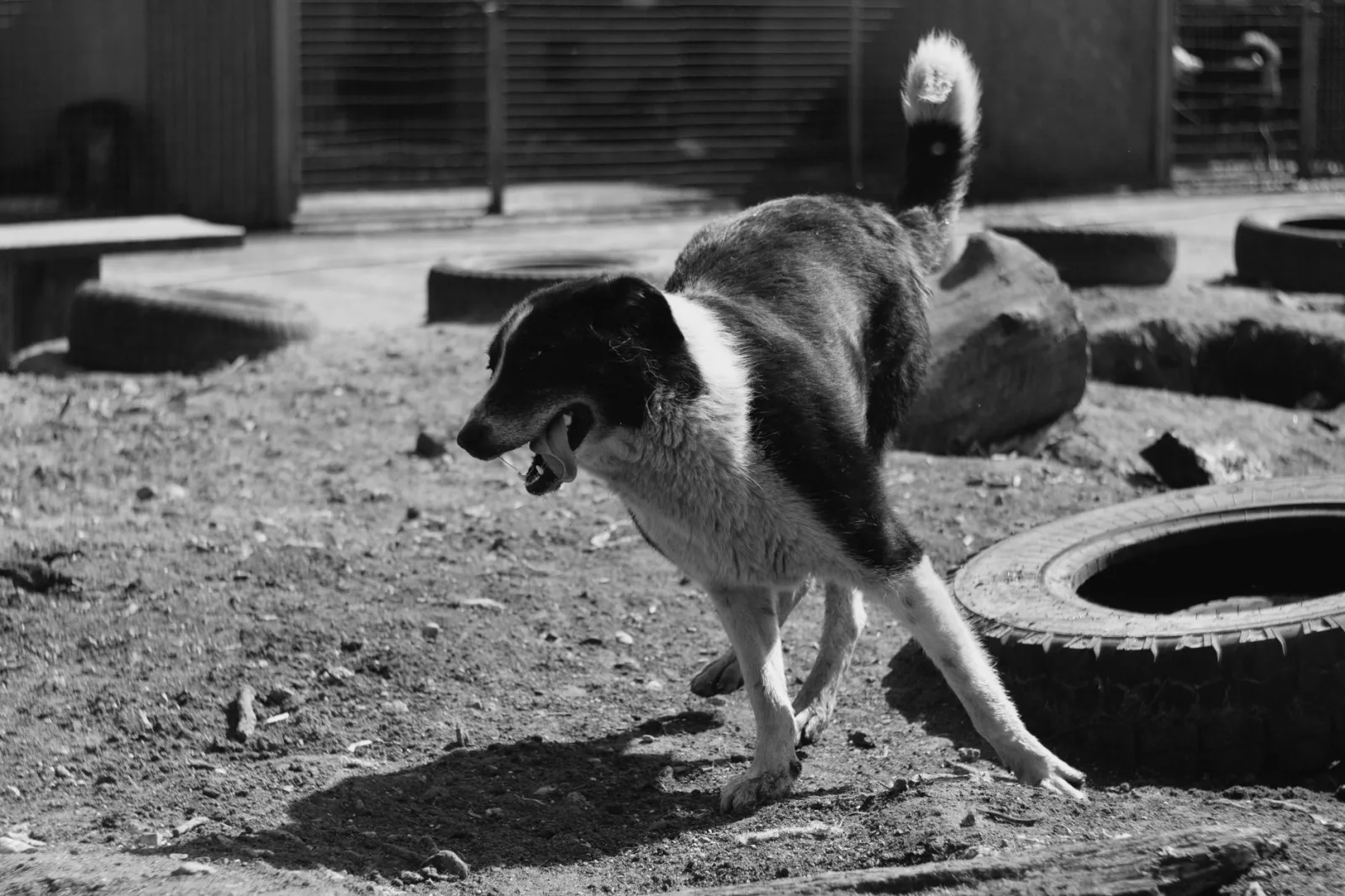 Bakharwal Dog 4