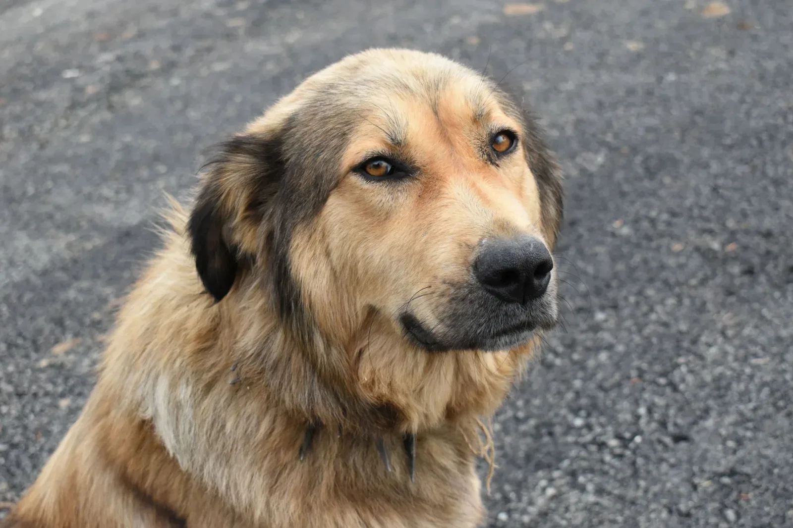 Bakharwal Dog 5