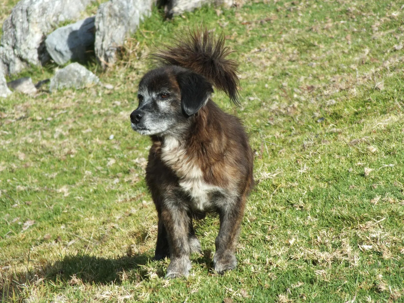 Bakharwal Dog 6