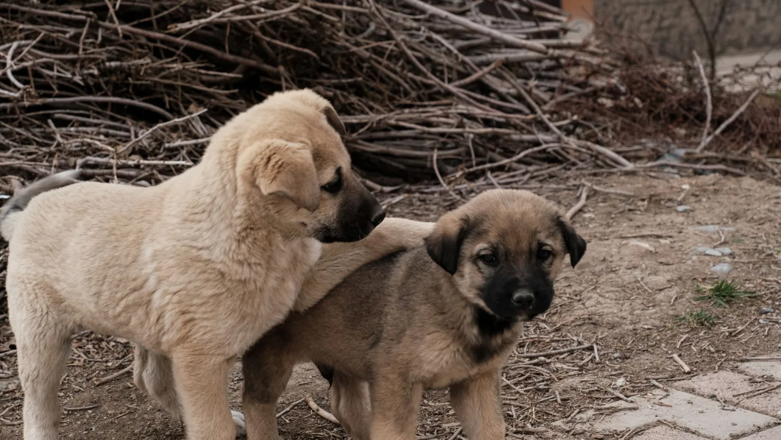 Bakharwal Dog 7