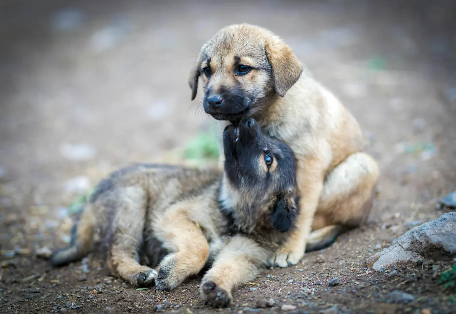 Bakharwal Dog 8