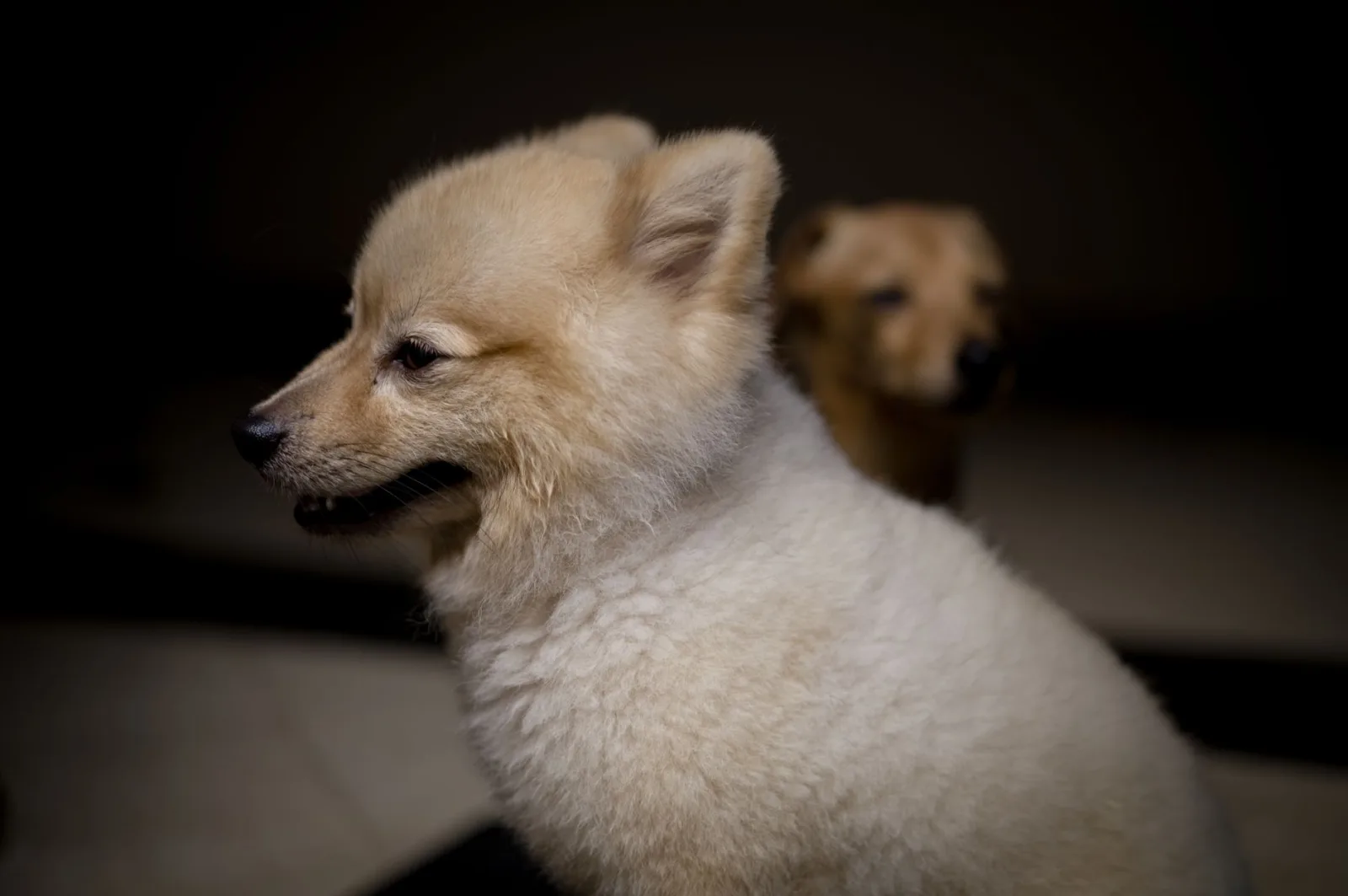Bakharwal Dog 9