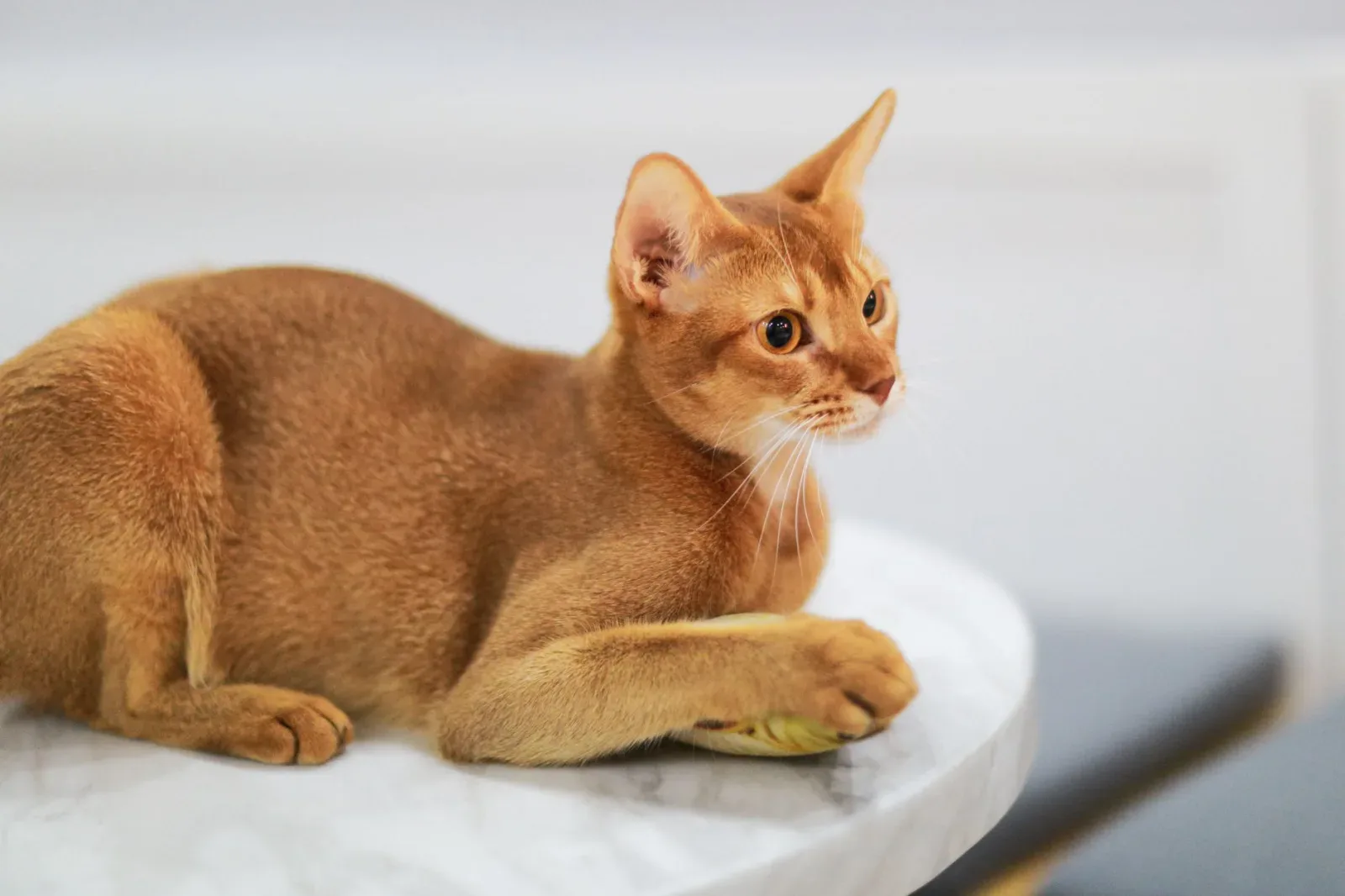 Abyssinian