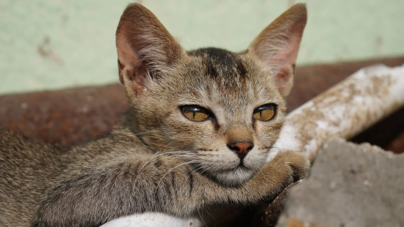 Abyssinian 10