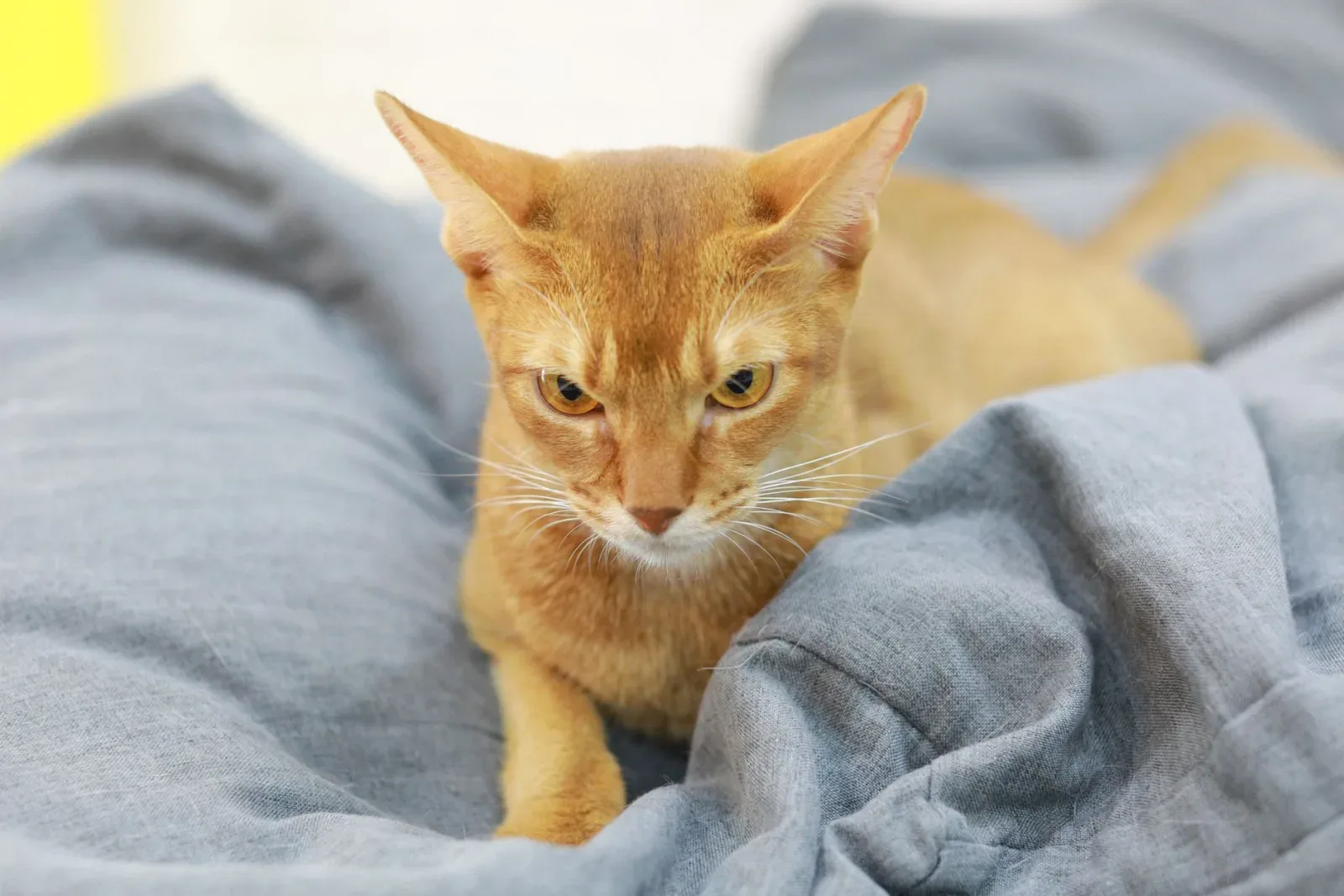 Abyssinian 2