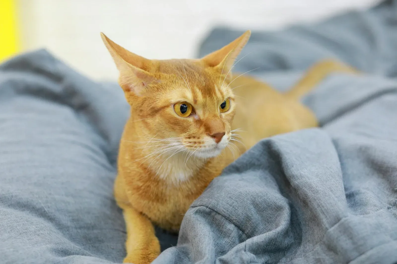 Abyssinian 3