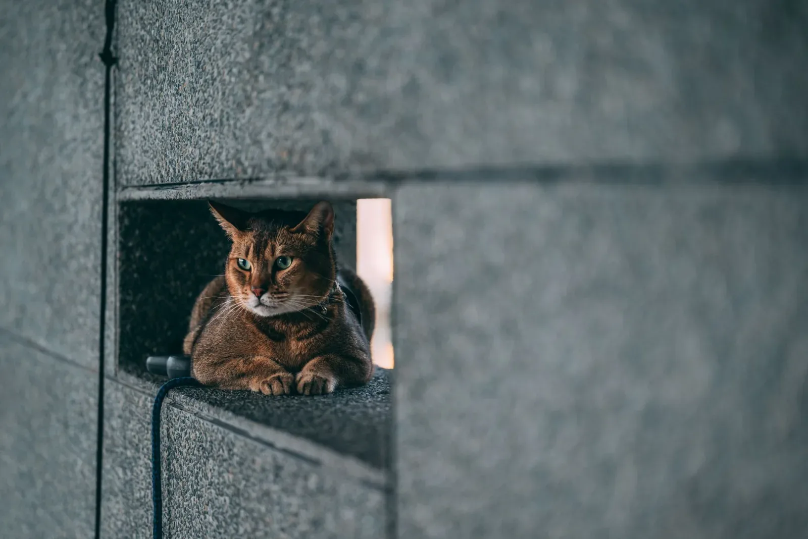 Abyssinian 4