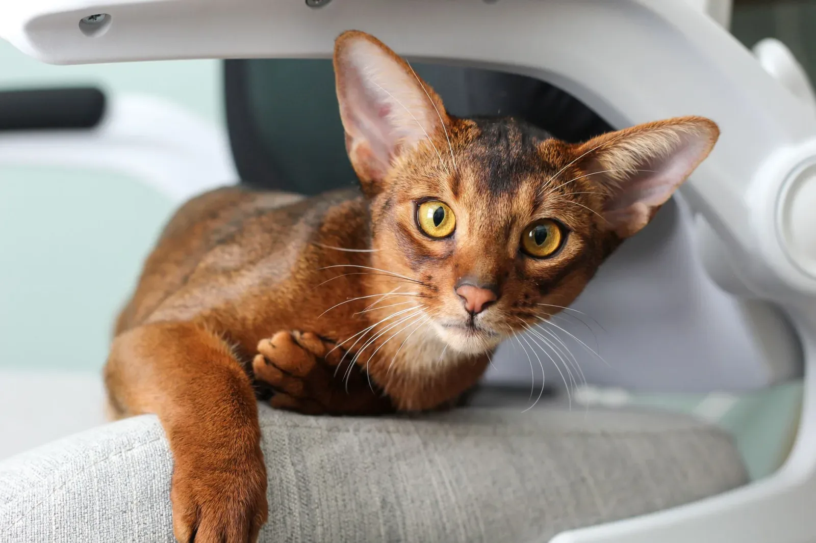 Abyssinian 5