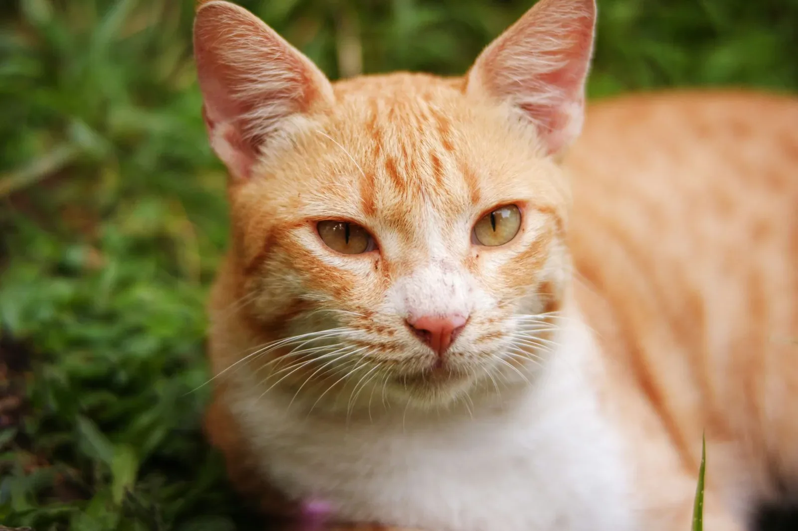 Abyssinian 6