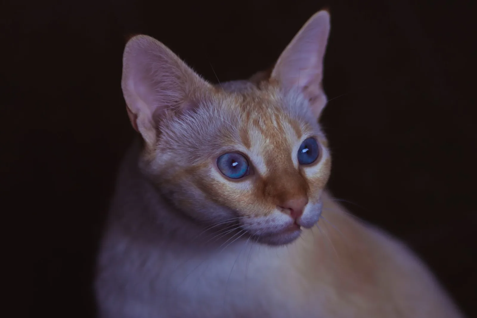 Abyssinian 7