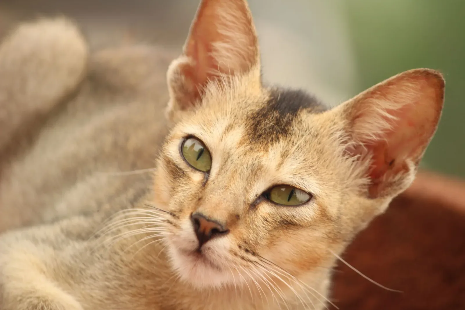 Abyssinian 8