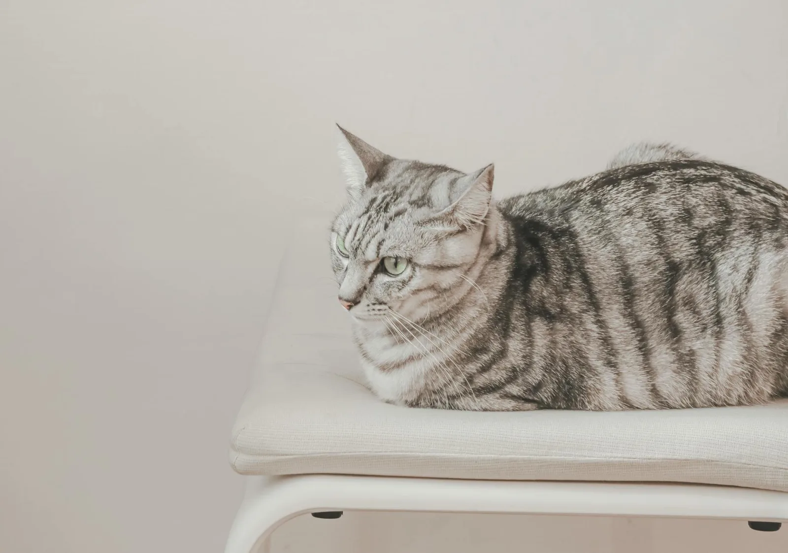American Shorthair 10