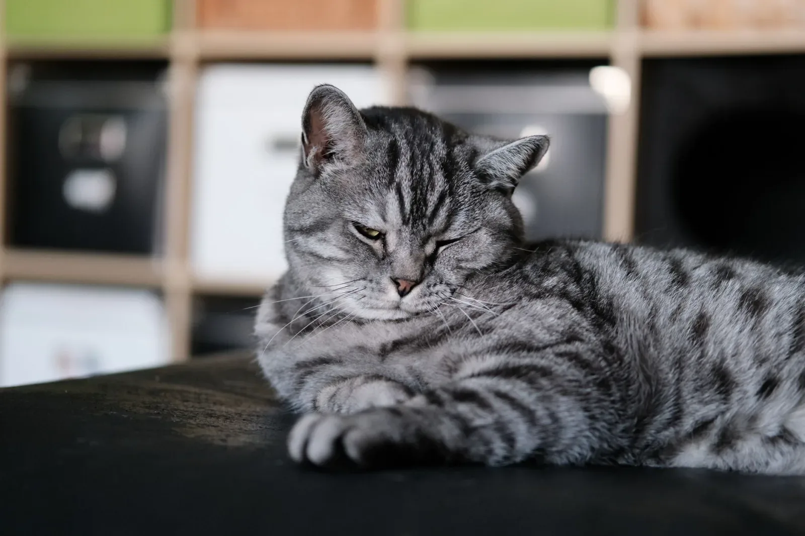 American Shorthair 2