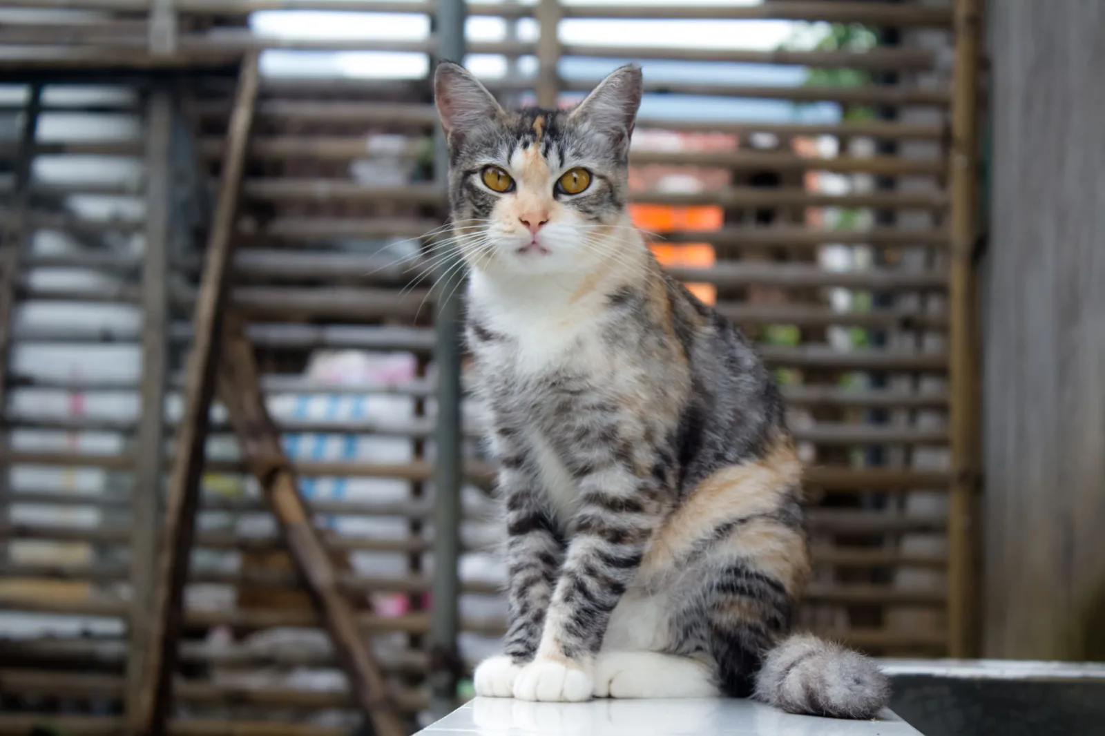 American Shorthair 3
