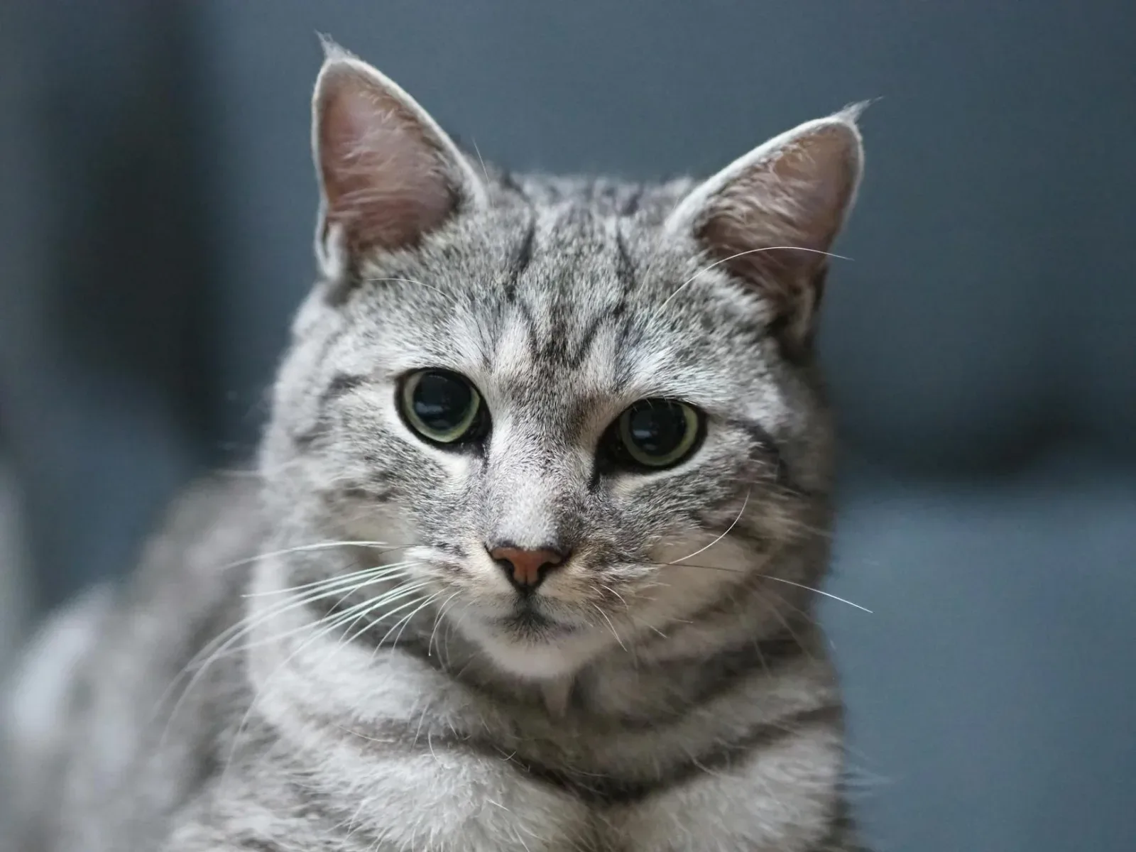 American Shorthair 5