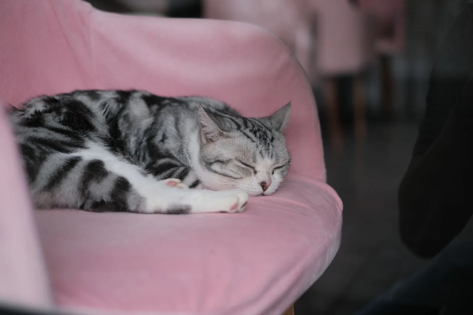 American Shorthair 6