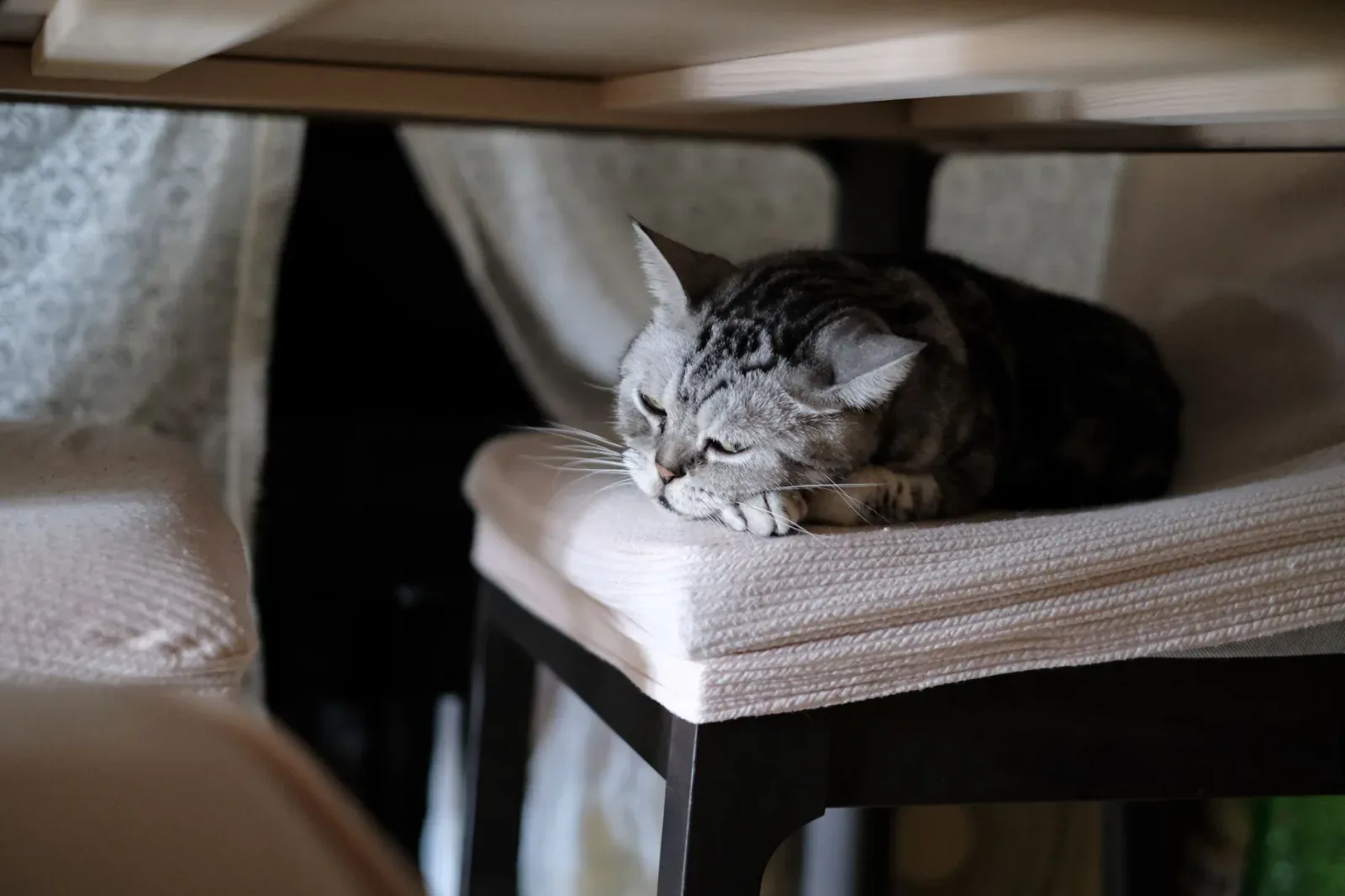 American Shorthair 7