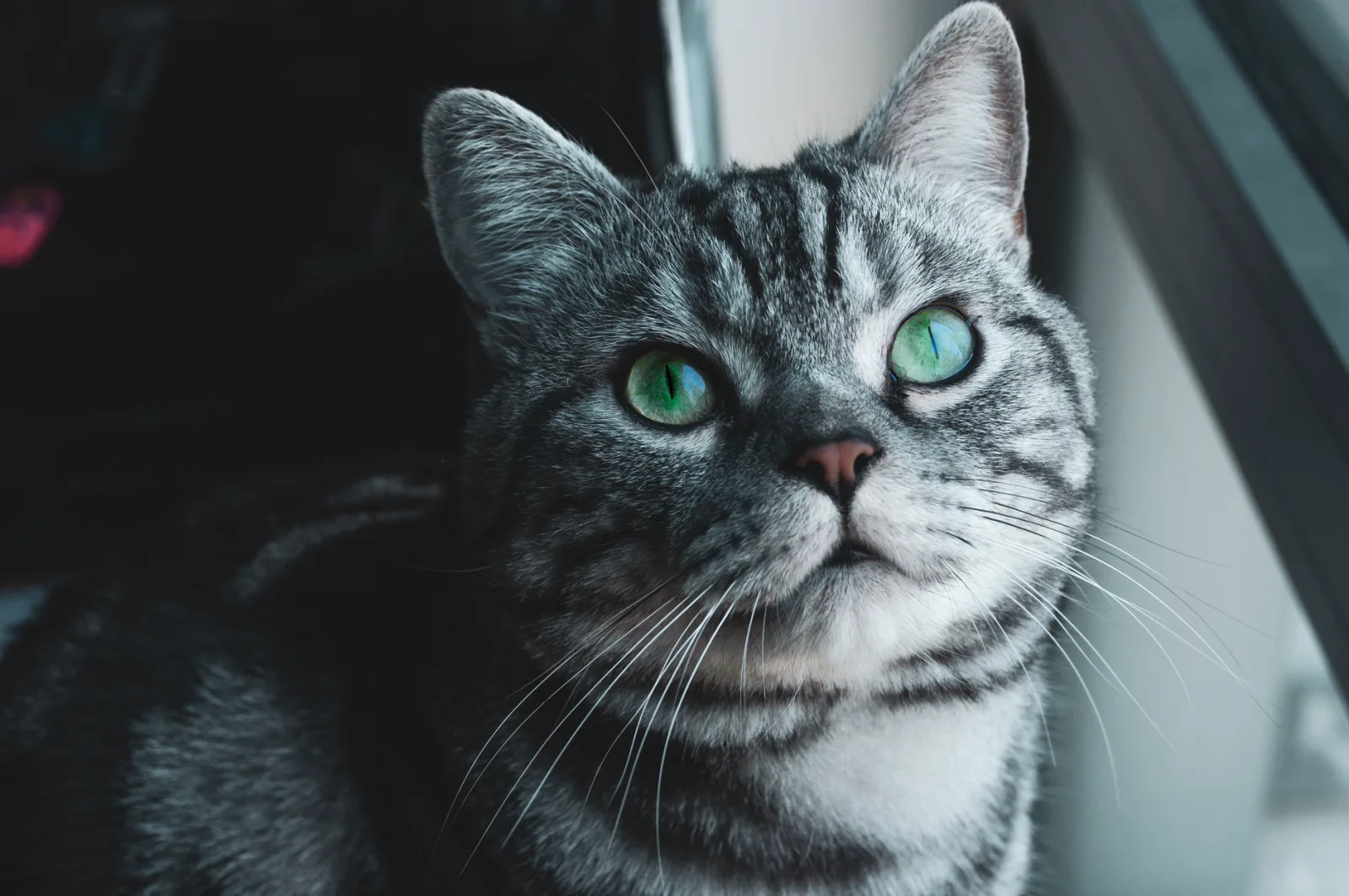 American Shorthair 8