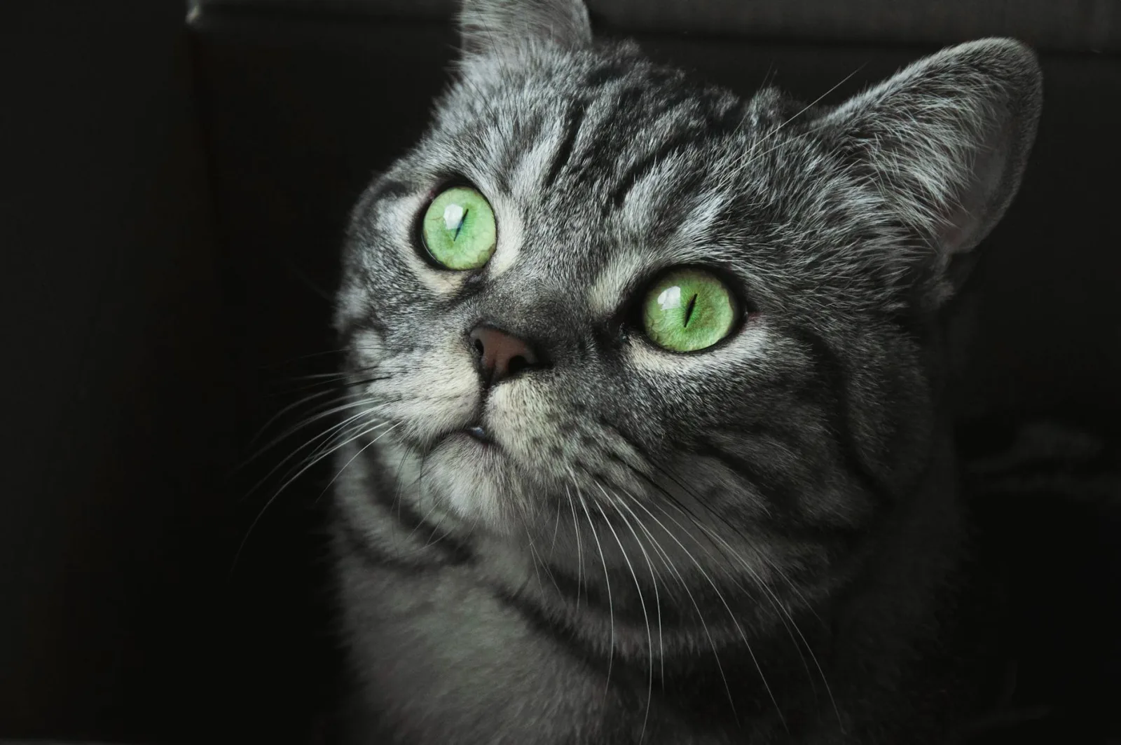 American Shorthair 9