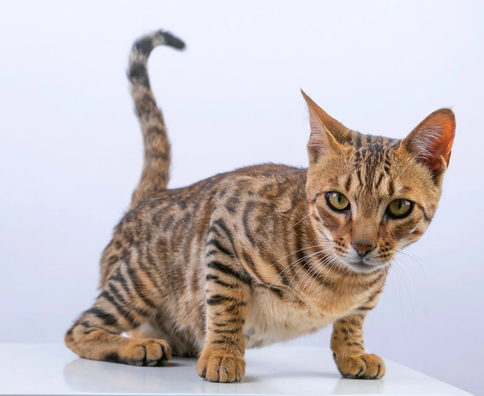 Bengal 10