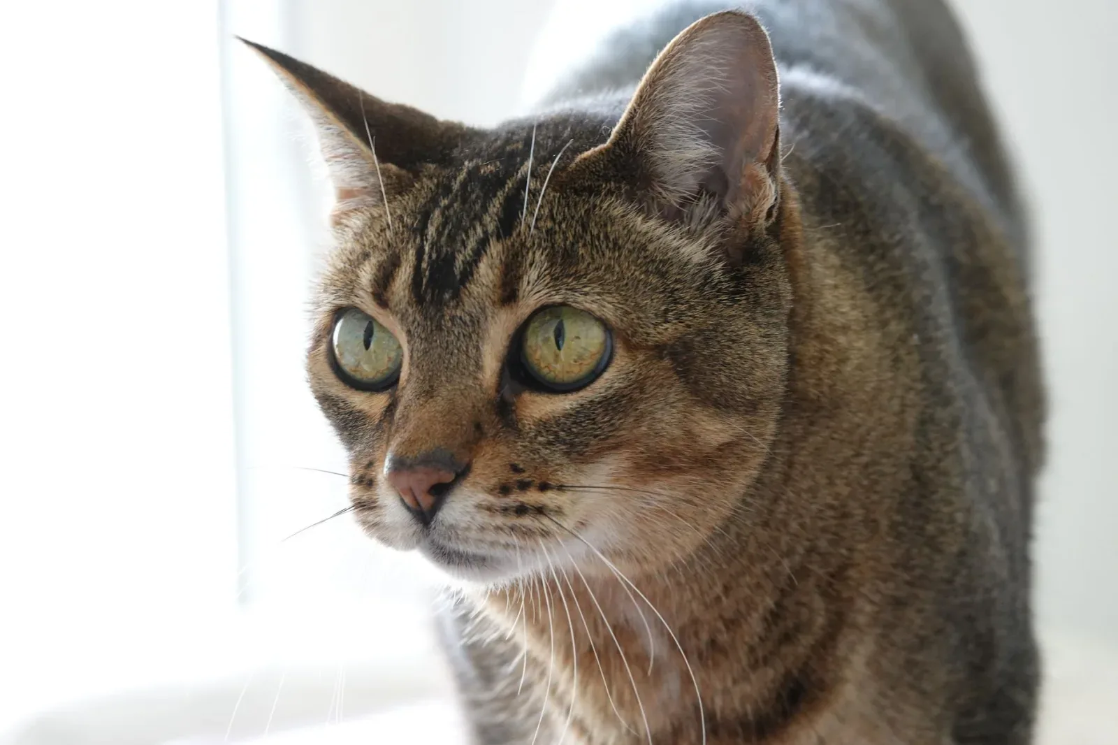 Bengal 2
