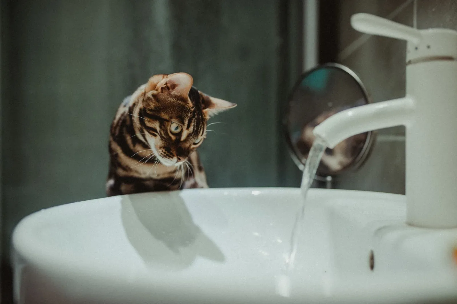 Bengal 3