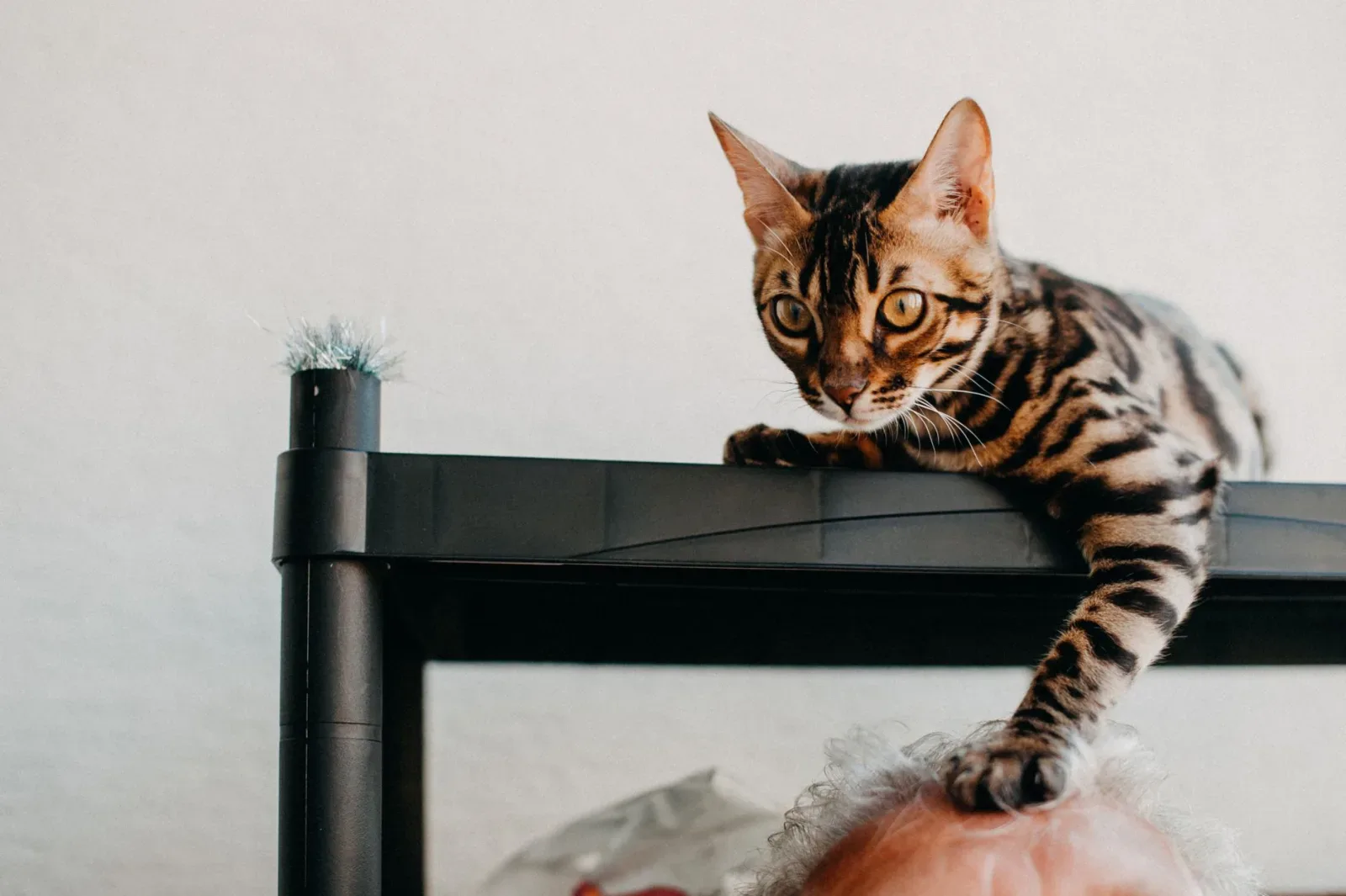 Bengal 5