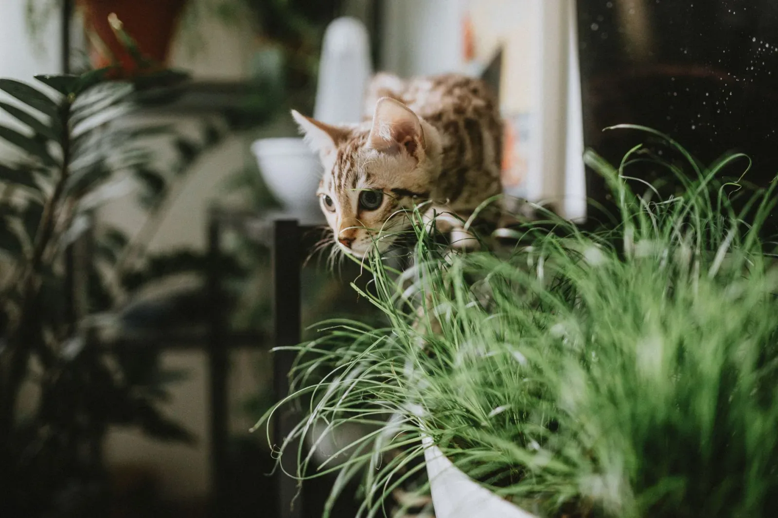Bengal 6