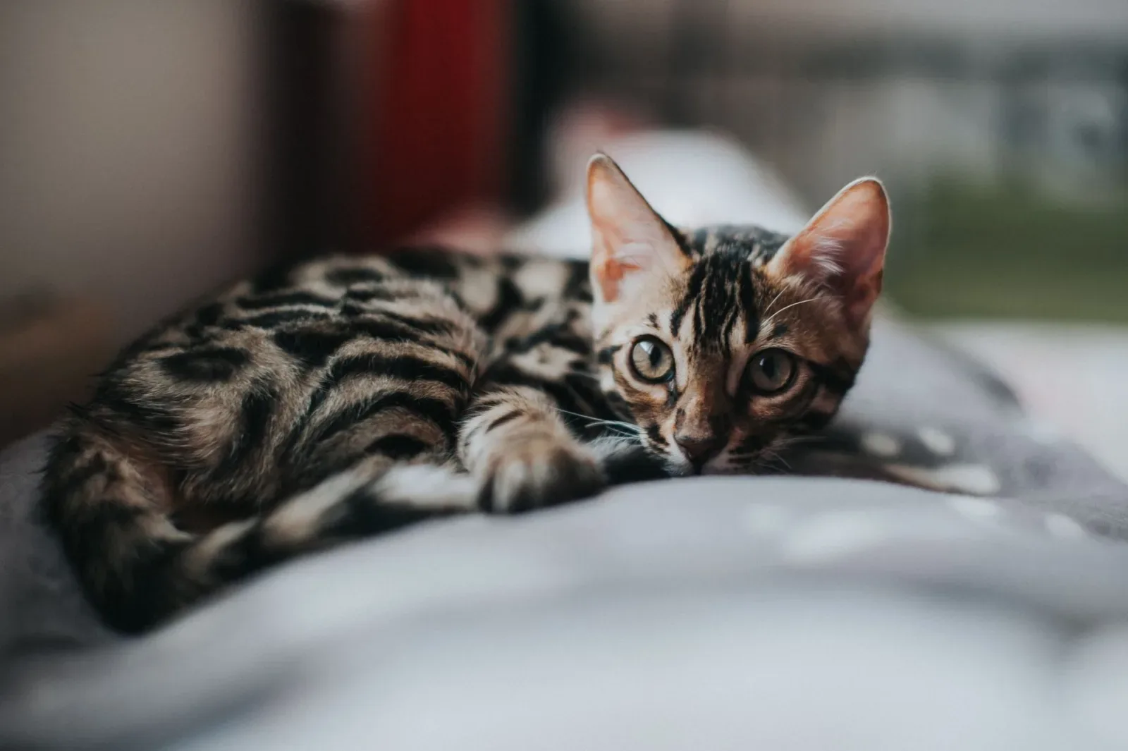 Bengal 7