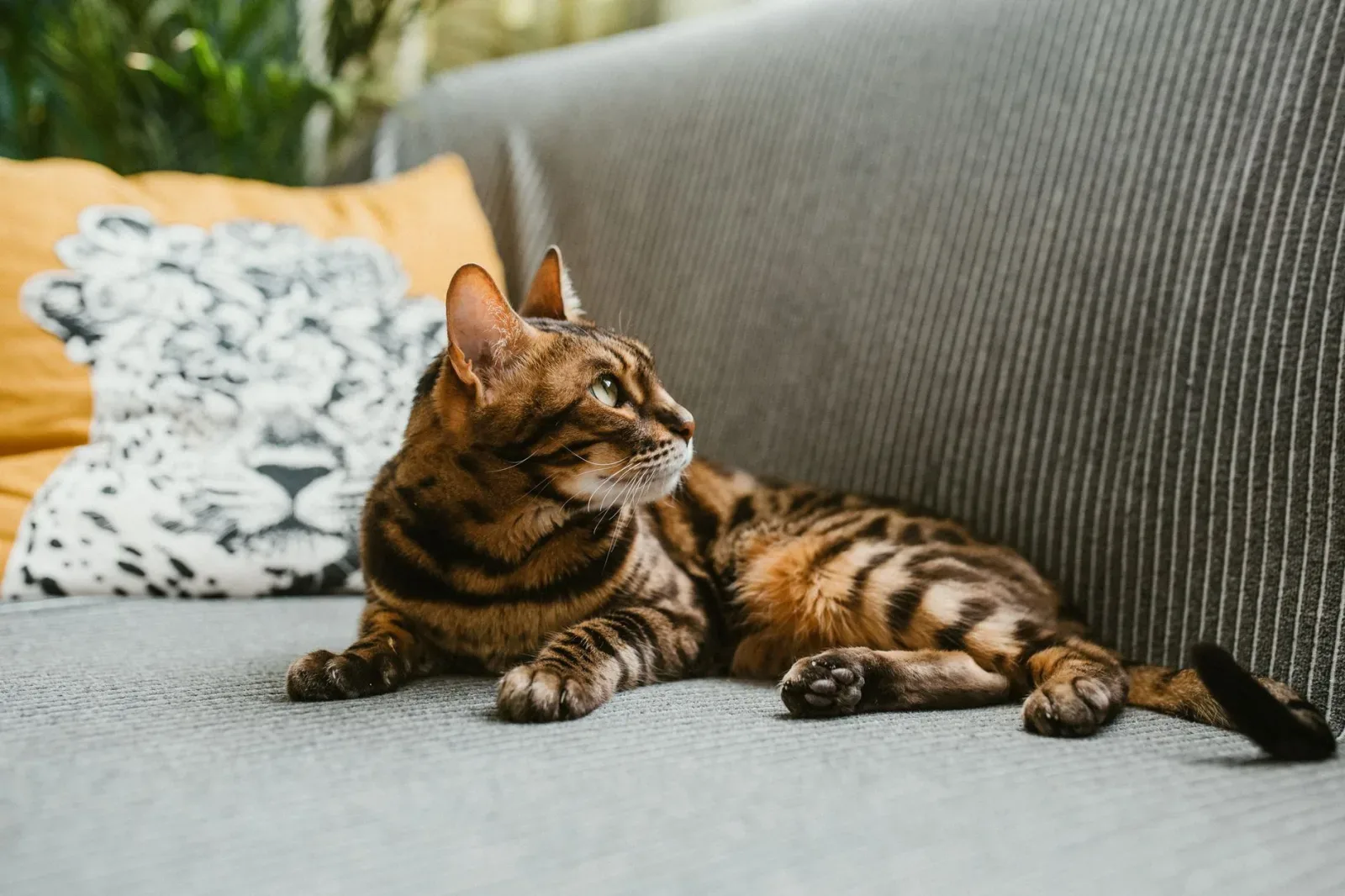 Bengal 8