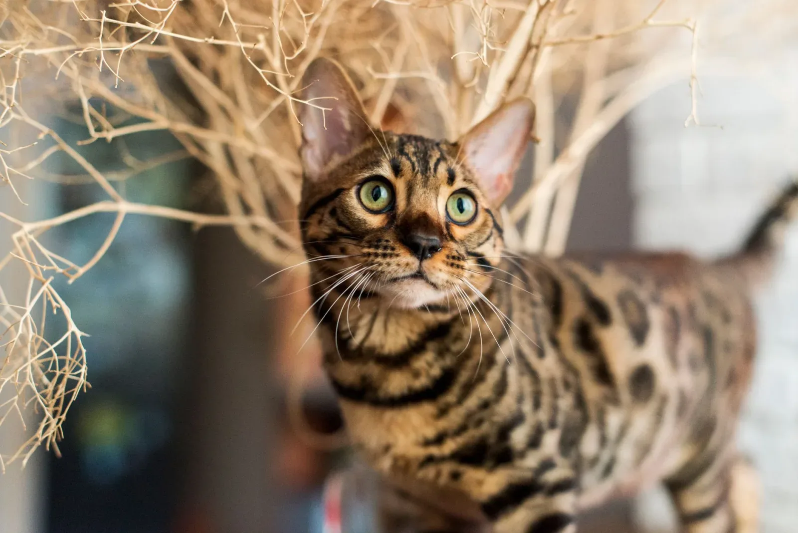 Bengal 9