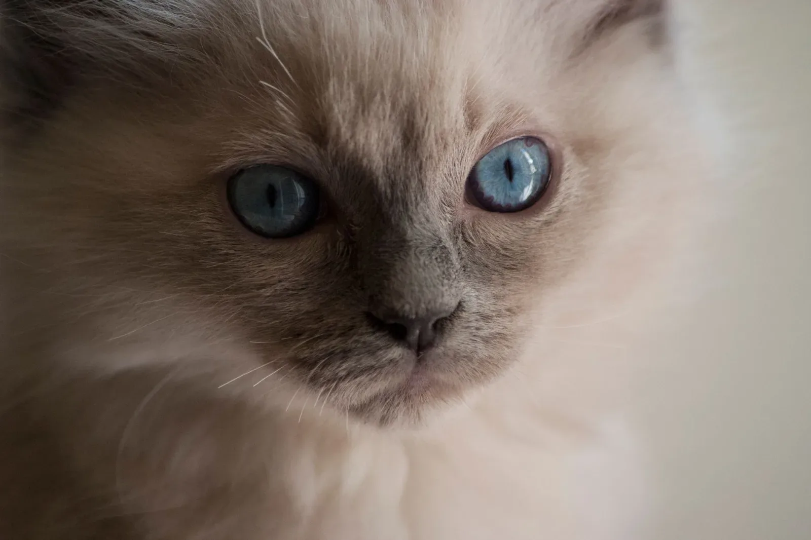 Birman 1