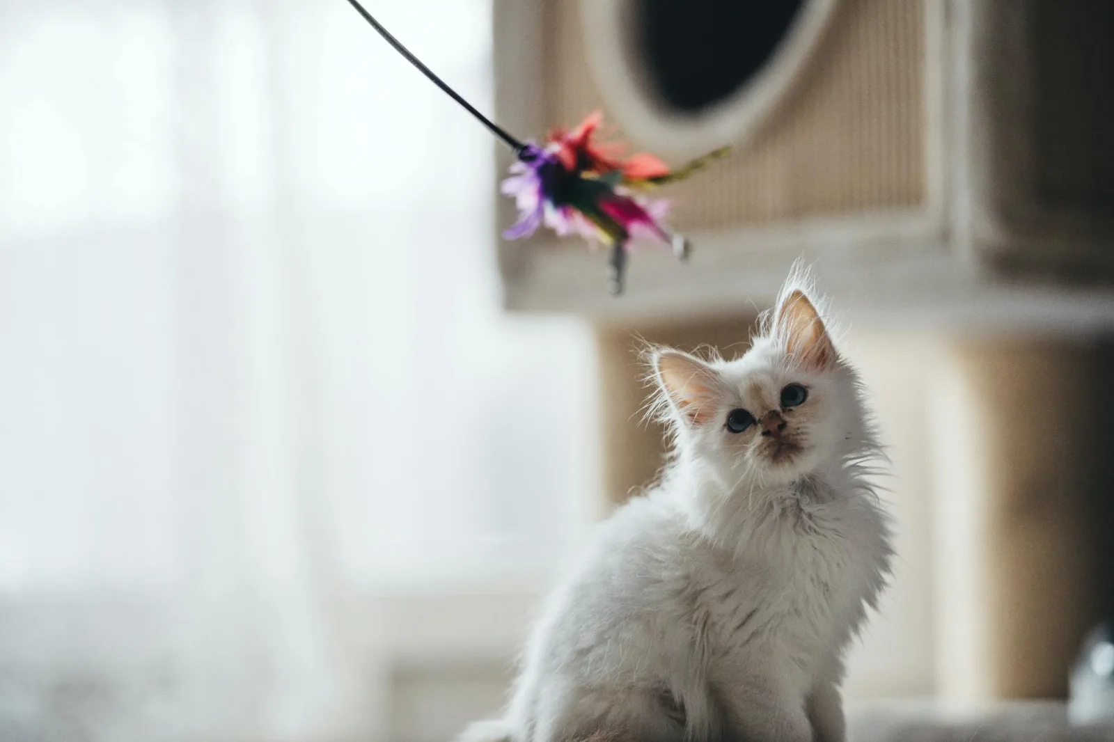 Birman 2