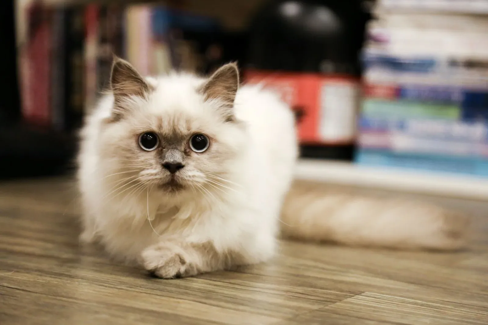Birman 3