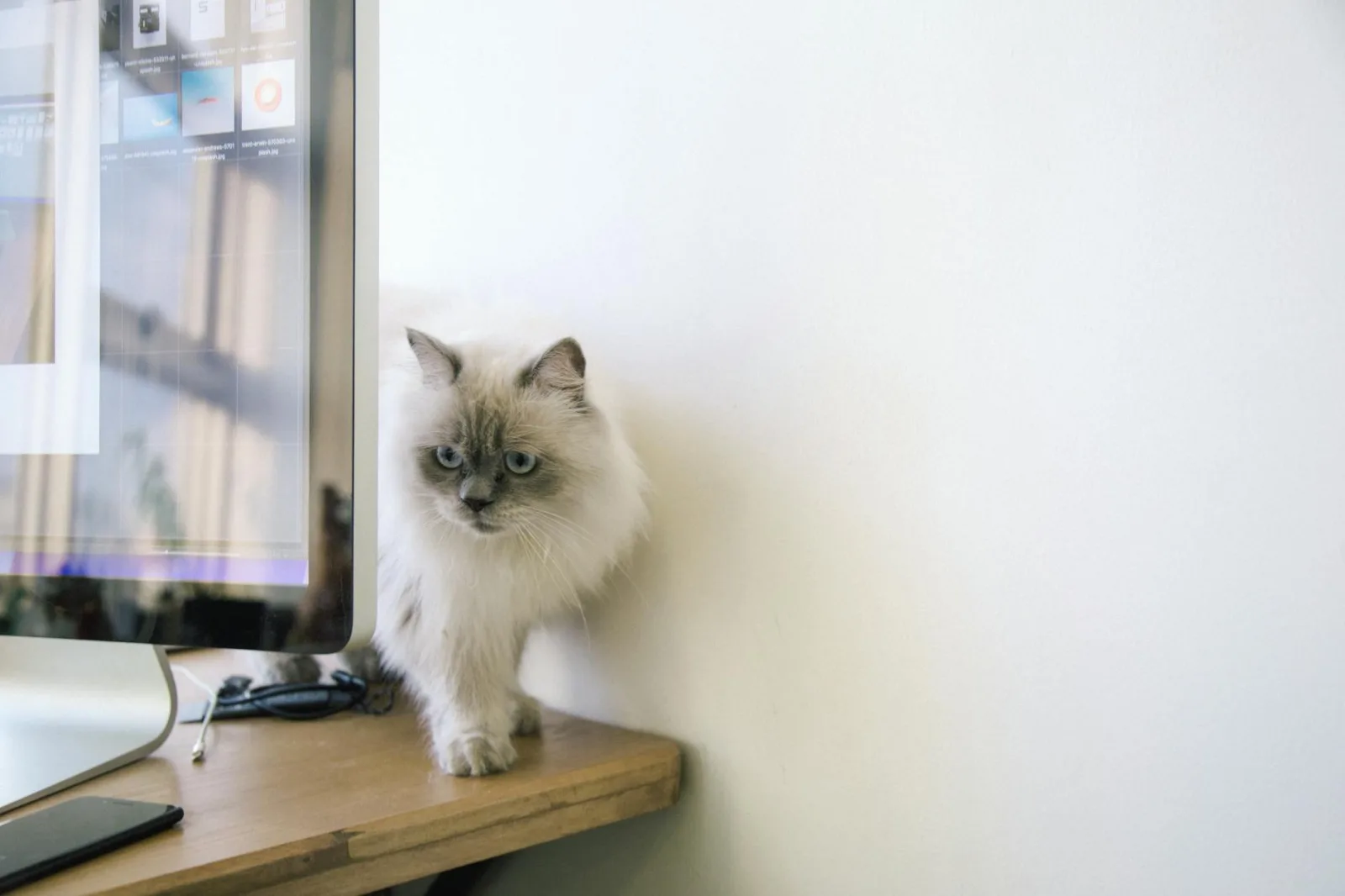 Birman 4